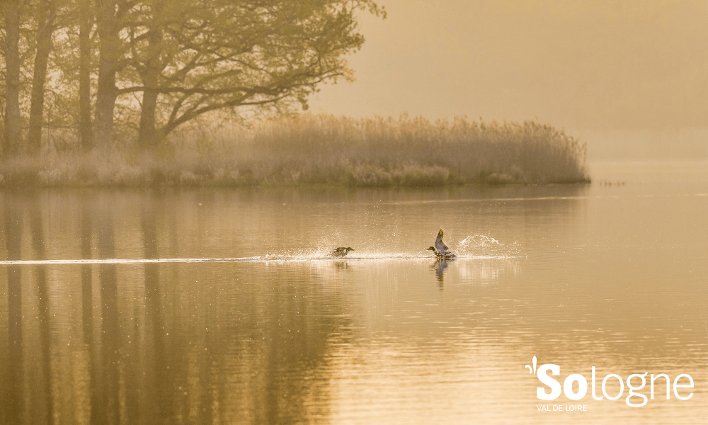 Deux canards sur l'étang de Malzone au coucher du soleil